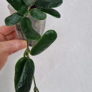 호야 임브리카타, 로툰디폴리아,뉴기니아고스트,크로니아나 블랙,베고니아 캔디스트라이프,유포르비아 헤데오토이데스,아데니아 키르키