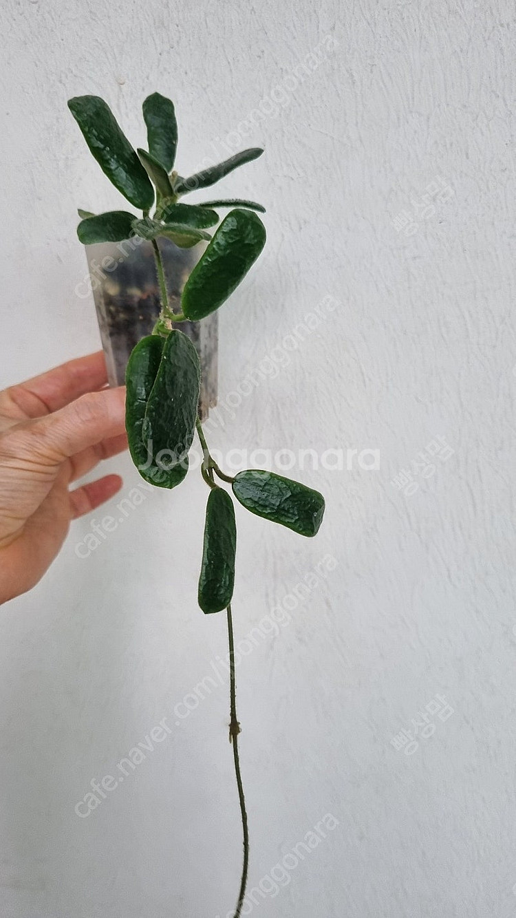 호야 임브리카타, 로툰디폴리아,뉴기니아고스트,크로니아나...--4