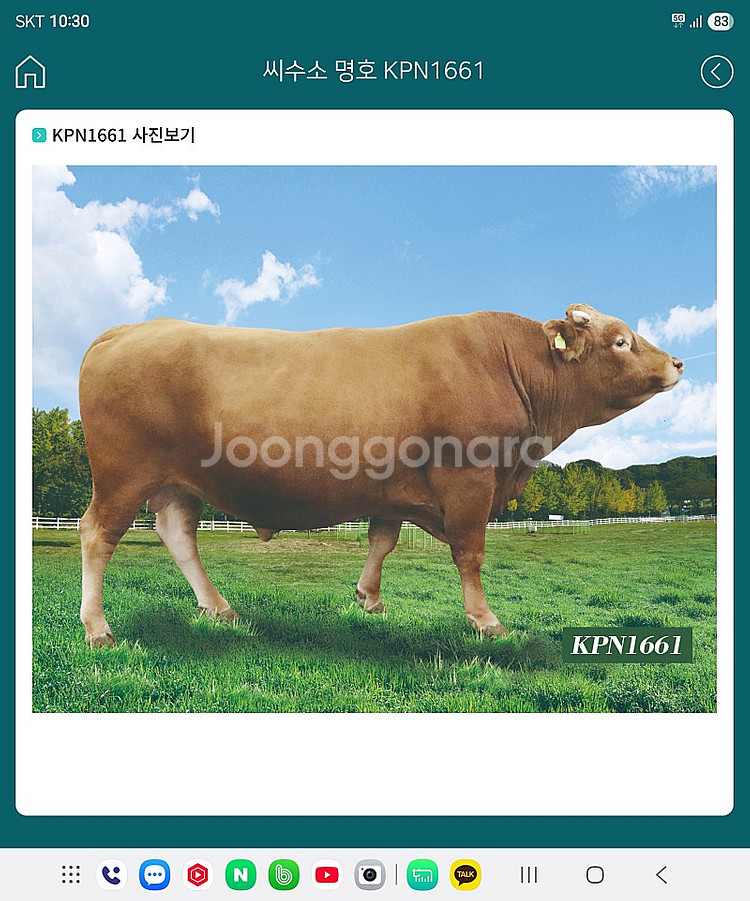한우 정액 KPN 1661삽니다--0