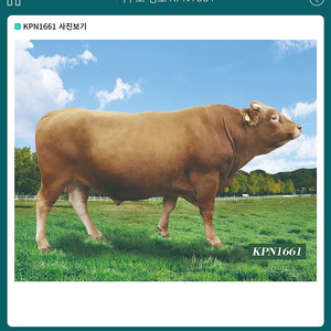 한우 정액 KPN 1661삽니다