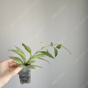 호야 뉴기니아고스트