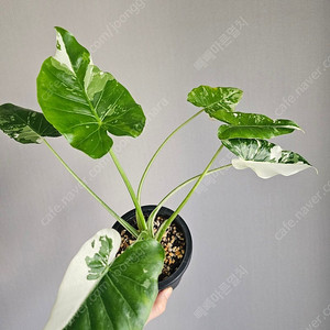 알로카시아 오키나와실버바리에가타