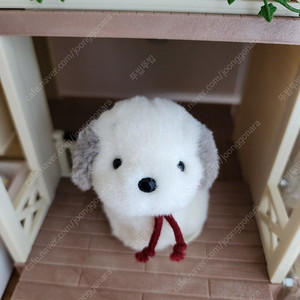 우메키치 강아지