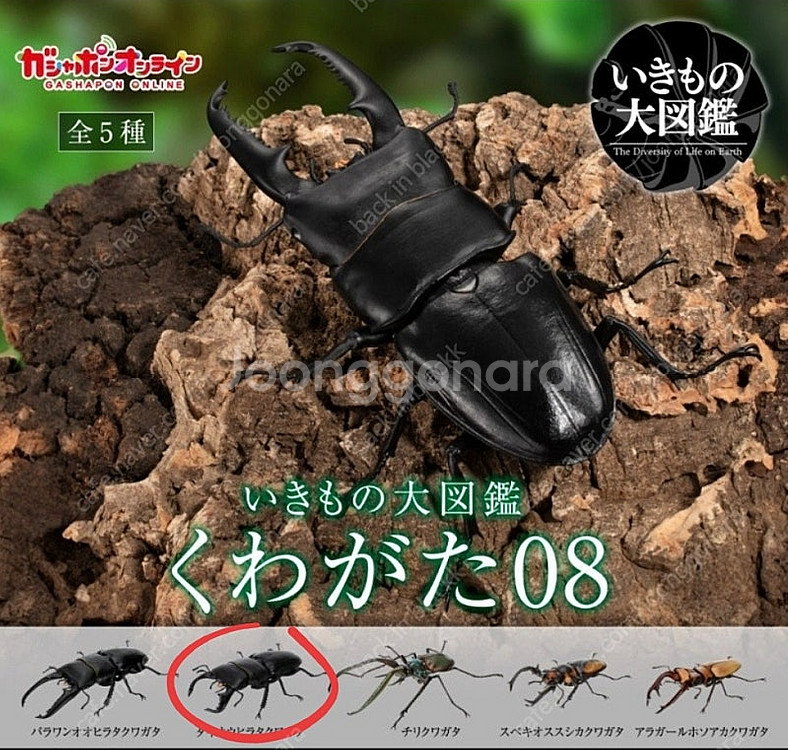 반다이 생물대도감 부케팔루스--0