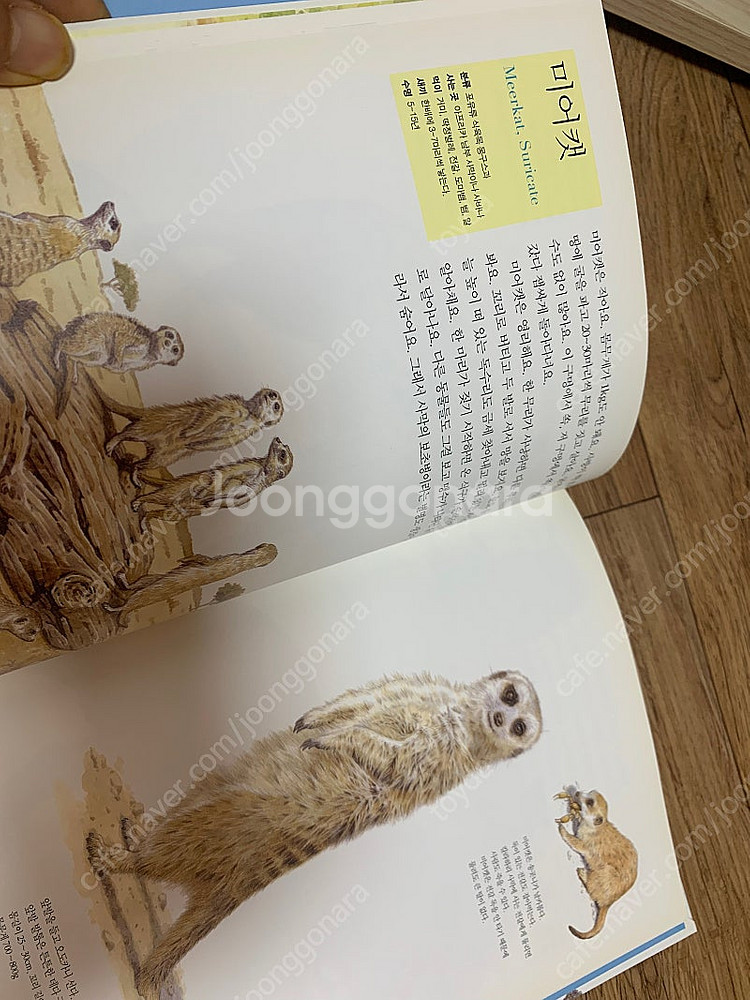 내가 좋아하는 시리즈 자연관찰 세밀화(18권)웅진주니어--4