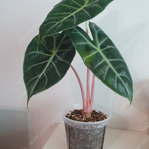 알로카시아 핑크드래곤(택포)