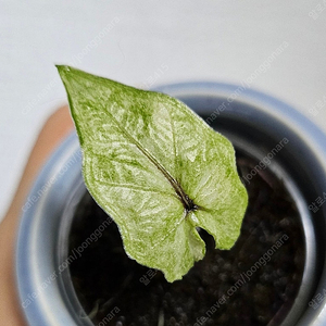 알로카시아 잭클린 미스틱 바리에가타