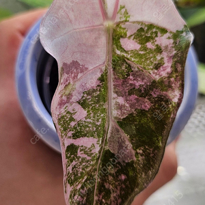 알로카시아 아마조니카 바리에가타