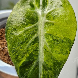 알로카시아 하트벌룬 옐로우 바리에가타