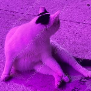 네이버후불 17.9 구매합니다
