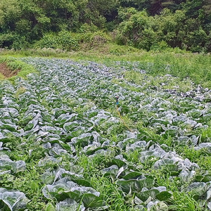 친환경 무농약 봄 양배추