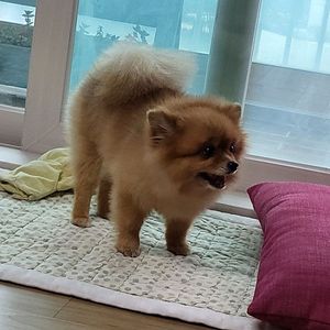 메탈빌드 스트라이크 루즈 그랜드슬램 + I.W.S.P / 합기교 메가조드(대수신) / 붕괴3rd 브로냐 차생은익 Ver