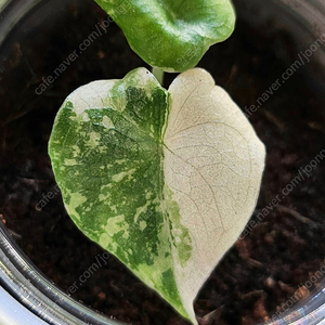 (자구묘)알로카시아 멜로 알보 바리에가타