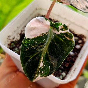 알로카시아 하트벌룬 핑크화이트 바리에가타