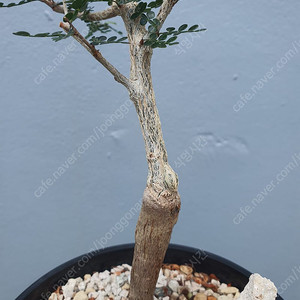 파키푸스, 데카리(자빌리), 세나 메리디오날리스
