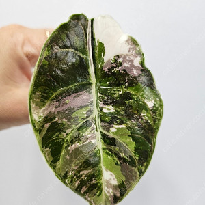 알로카시아 아즈라니 핑크화이트 바리에가타 모주사진첨부 동일상품