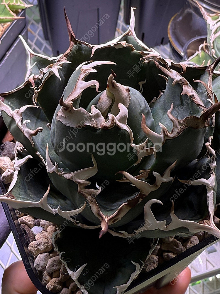 아가베 타타노타 백경--0