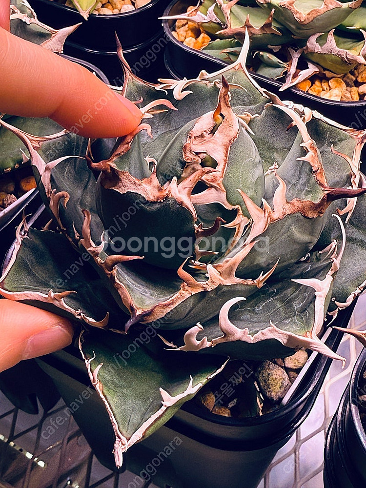 아가베 타타노타 백경--1