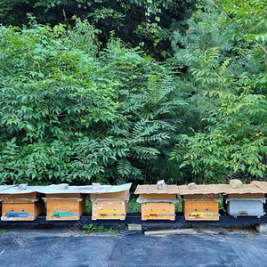 벌통 양봉 벌집 꿀벌통 분양 (6-8매) 8통