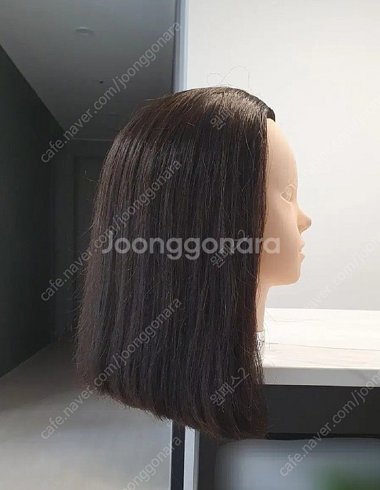 천혜사 스파니엘 통가발--0