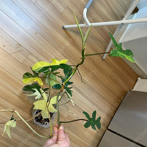 플로리다뷰티 바리에가타 (3번)