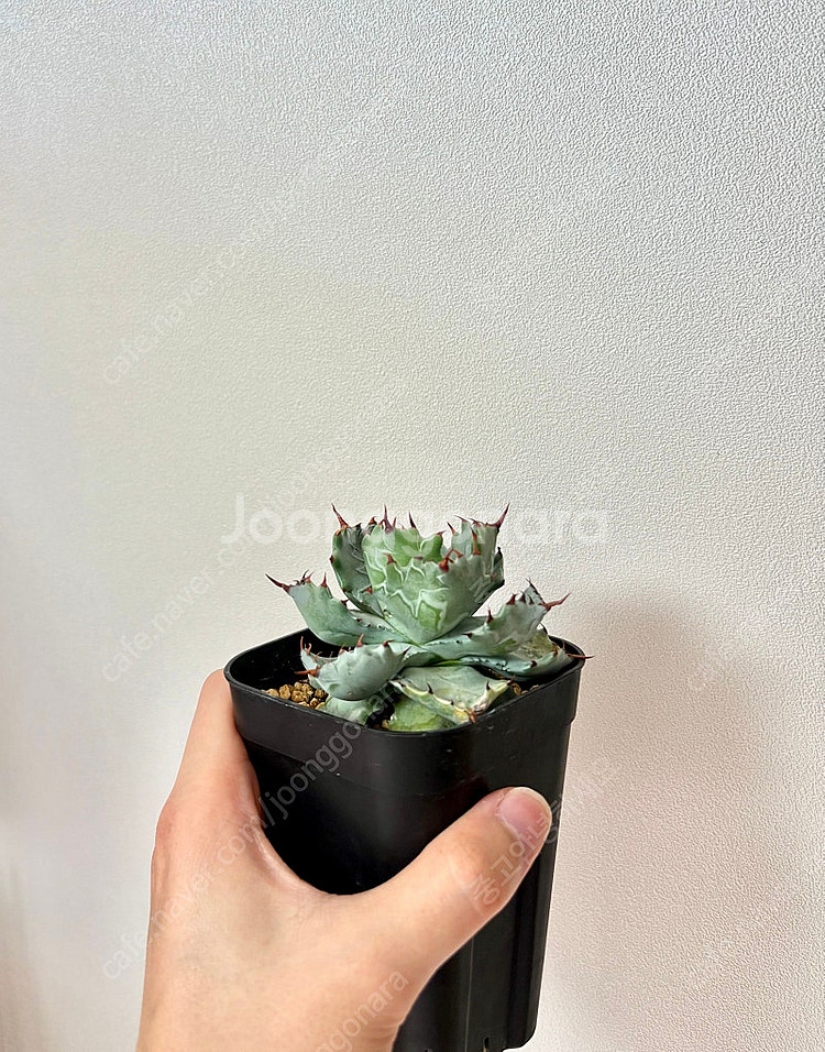 아가베 이스멘시스 분양합니다--1