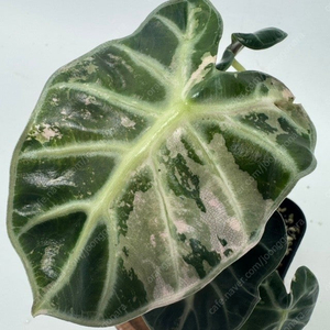 알로카시아 하트벌룬 핑크 바리에가타