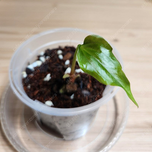안스리움 sp.nov.DF Clone(JV)