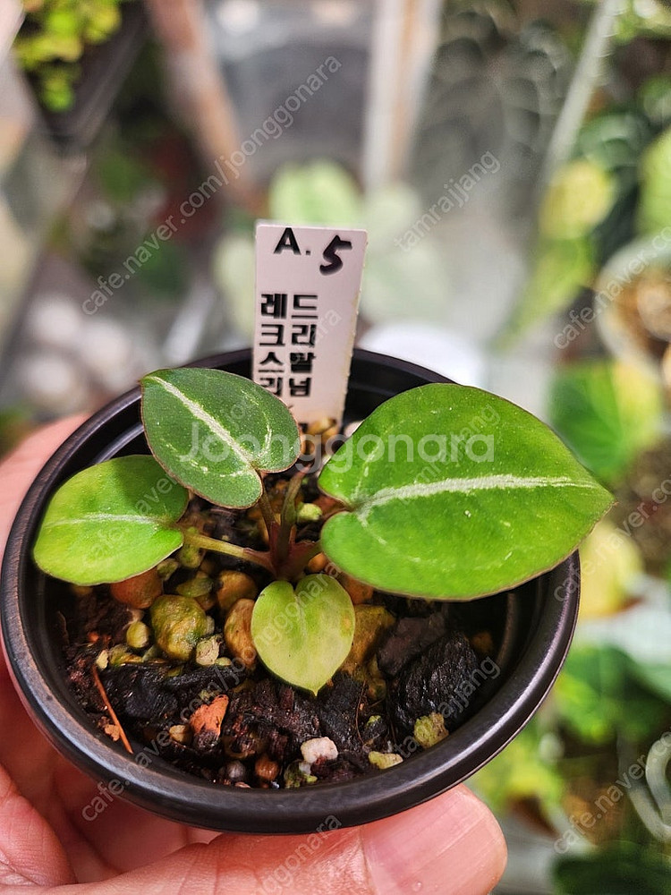 안스리움 레드크리스탈리넘×미쉘--3