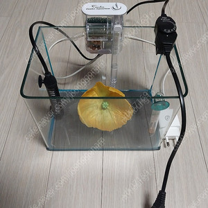어항(21.5cm X 14.5cm X 17cm) + 여과기, 히터(75W), 온도계, 베타 꽃침대 팝니다. (3만원)