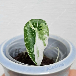 알로카시아 마하라니 알보 바리에가타