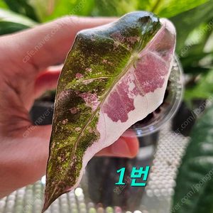 알로카시아 아마조니카 바리에가타