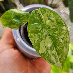 알로카시아 시누아타 화이트 바리에가타