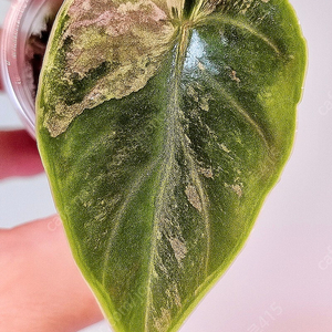 알로카시아 아즈라니 핑크화이트 바리에가타