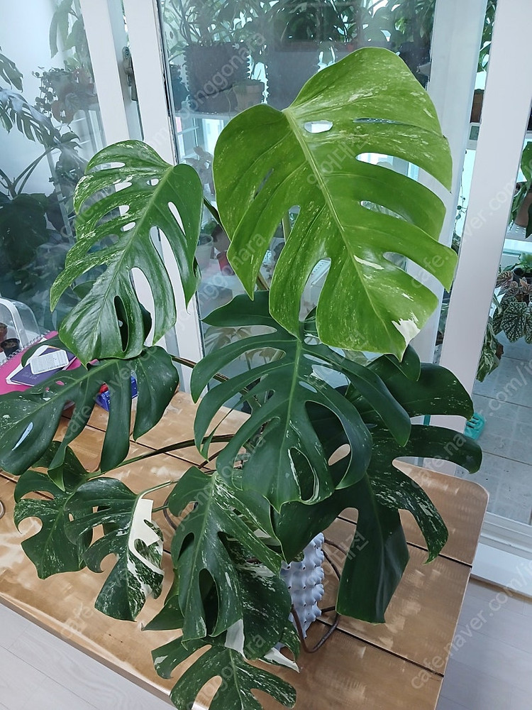 몬스테라알보--1