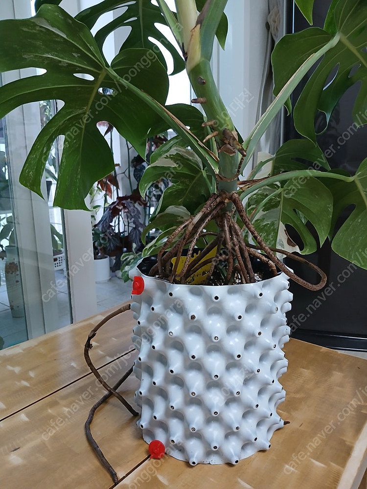 몬스테라알보--3