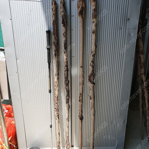 지팡이 제작용 연수목(감태나무 140cm 4개 5만원)판매