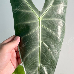 알로카시아 롱기로바 풀실버