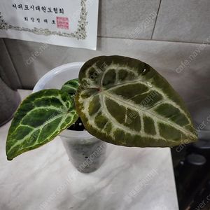 안스리움 자라, SKG실버, 럭셔리안스, 레드스파이드, 파필하브 바리 등등