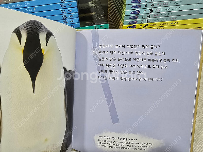 *유아 자연관찰* 교원 자연이 소곤소곤 - 완벽구성--8