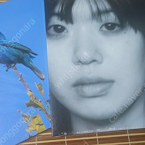 윤지영 lp