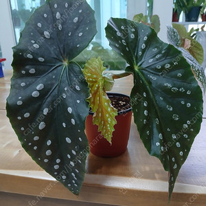 목베고니아 분양해요