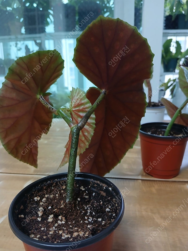 목베고니아 분양해요--1