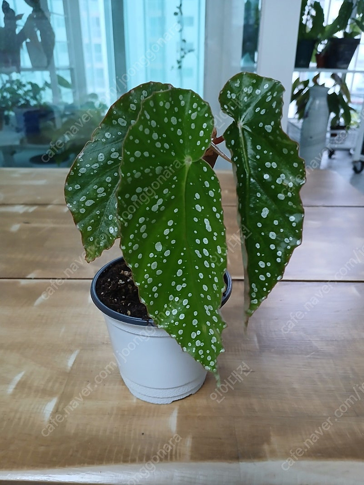 목베고니아 분양해요--2