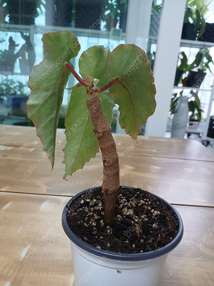 목베고니아 분양해요--3