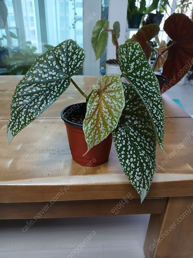 목베고니아 분양해요--4