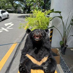 곰 박제 헌팅트로피