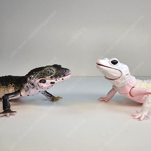 생물대도감 어드밴스 레오파드게코 피규어 일괄