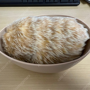 모플린 moflin ai 반려동물