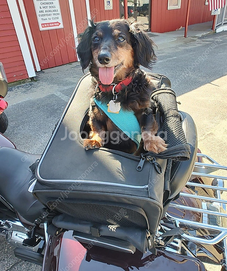 [부산]오토바이용 강아지 캐리어(가격수정)--4